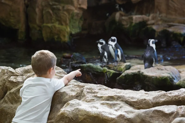 Kleiner Junge schaut Pinguine an — Stockfoto