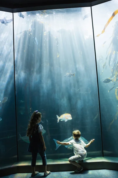 Petits frères et sœurs regardant aquarium — Photo