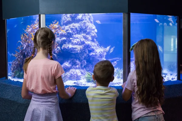 Niedliche Kinder betrachten Fischbecken — Stockfoto