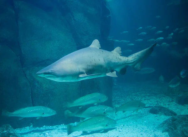 Hai schwimmt in Fischbecken — Stockfoto