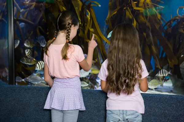 Милые дети смотрят на аквариум — стоковое фото