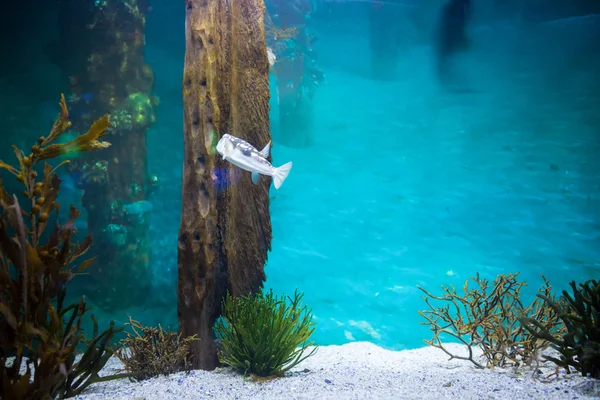 Fische schwimmen in einem Becken — Stockfoto