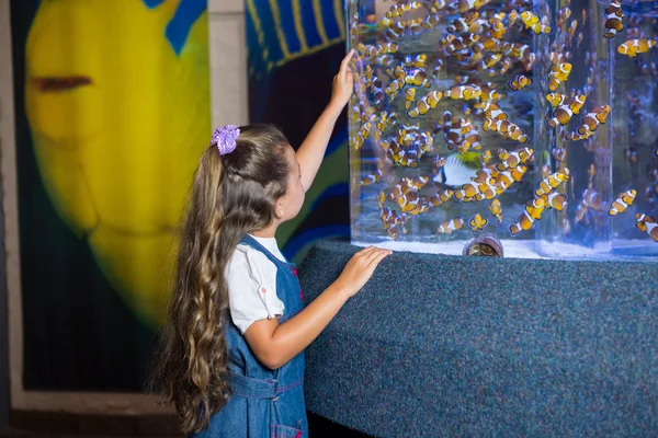 Gadis kecil melihat tangki ikan — Stok Foto