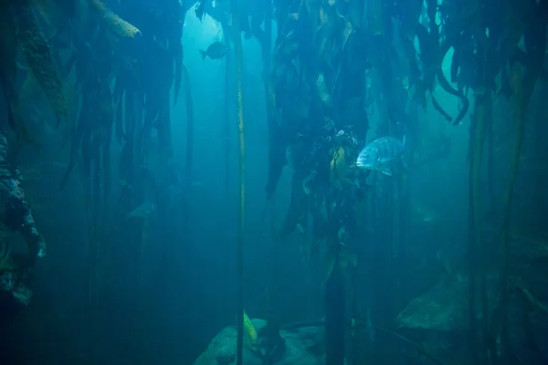 Fish swimming in tank — Stock Photo, Image