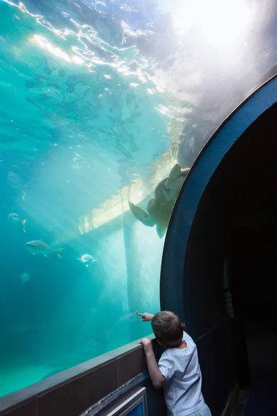 Мальчик смотрит на аквариум — стоковое фото