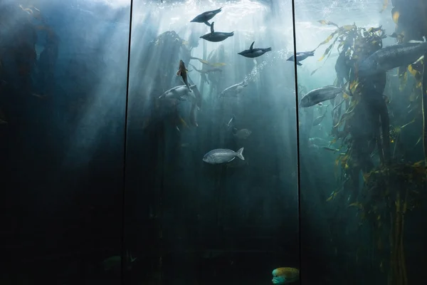 Vissen zwemmen in een tank — Stockfoto