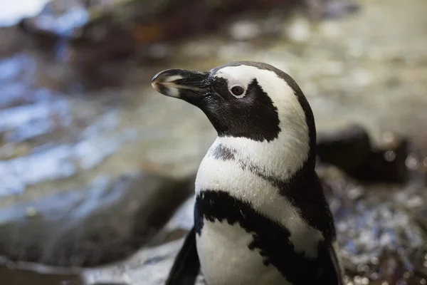 Penguins in their enclosure — Stock Photo, Image