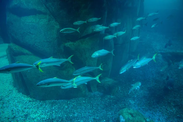 水槽で泳いでいる魚 — ストック写真