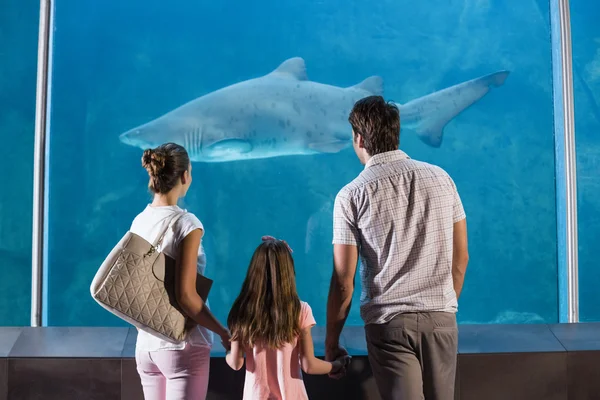 Happy family looking at shark — Stock Photo, Image