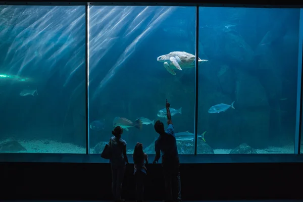 Familia feliz mirando pecera — Foto de Stock