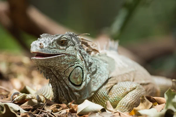 Grüner Leguan auf abgestorbenen Blättern — Stockfoto