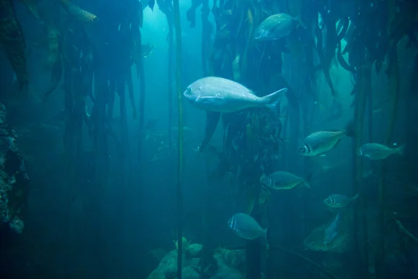 Balık tank içinde Yüzme — Stok fotoğraf