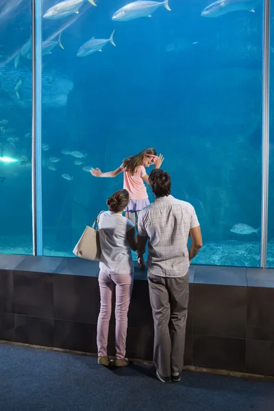 Happy family looking at fish tank — Stock Photo, Image