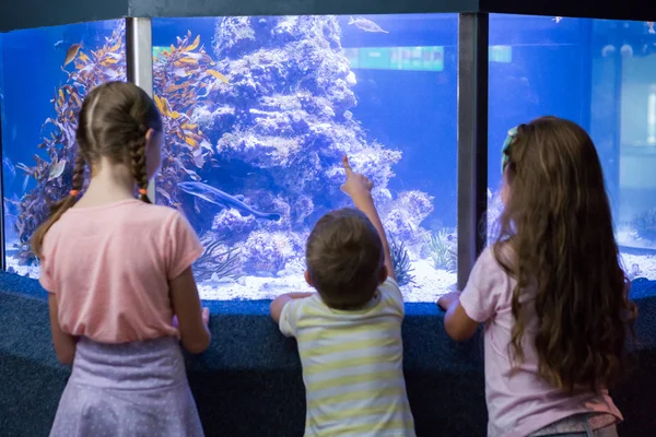 Lindos niños mirando pecera — Foto de Stock