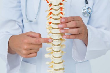 Doctor pointing an anatomical spine clipart