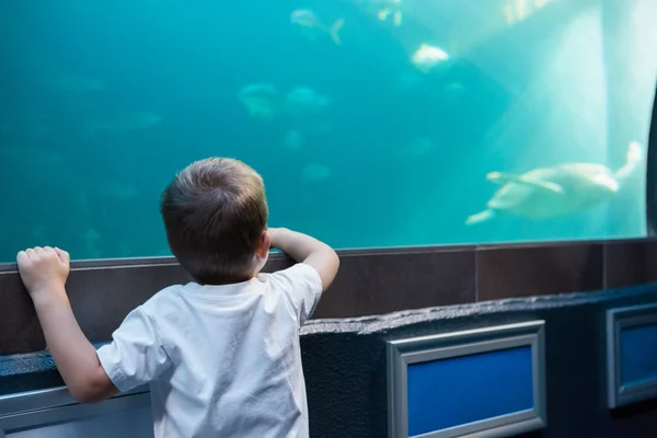 Little boy looking at fish tank — Stock Photo, Image