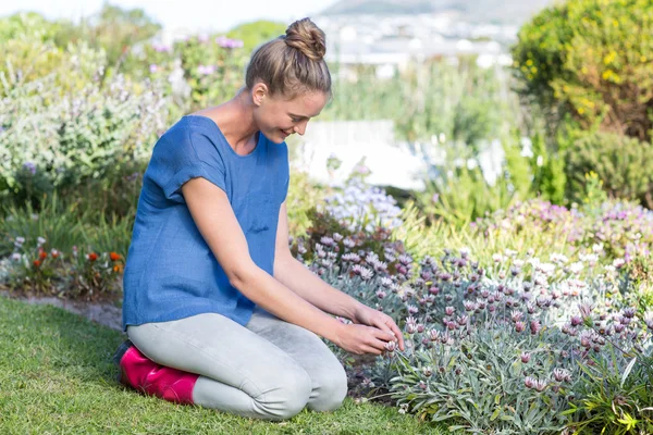 Hübsche Blondine, die zu Blumen neigt — Stockfoto