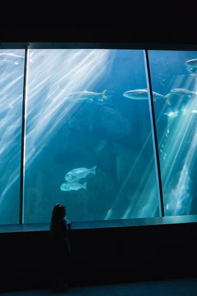 Ragazzina guardando il serbatoio di pesce — Foto Stock