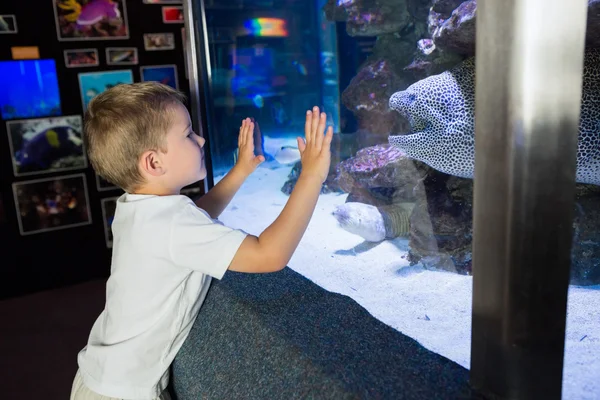 Мальчик смотрит на аквариум — стоковое фото