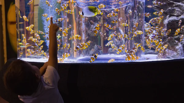 魚の水槽を見て少年 — ストック写真