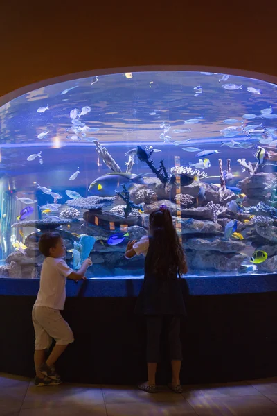 Hermanos pequeños mirando pecera — Foto de Stock