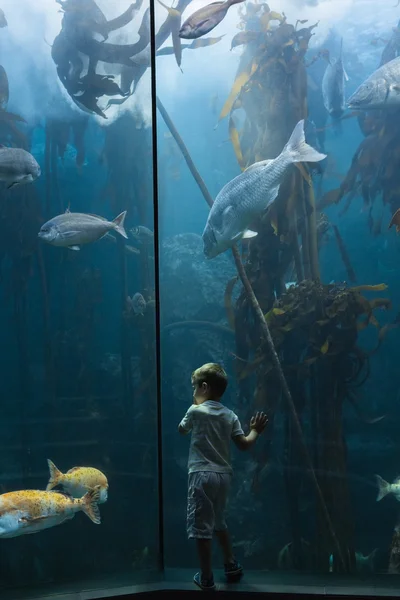 Liten pojke tittar på fisk tank — Stockfoto