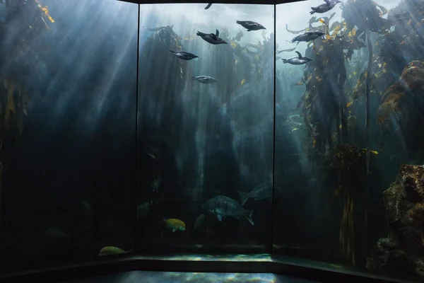 Vissen zwemmen in een tank — Stockfoto
