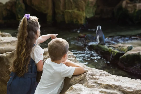 Irmãozinhos olhando para pinguins — Fotografia de Stock