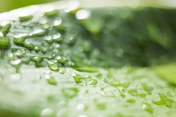 A close up of a leaf — Stock Photo, Image