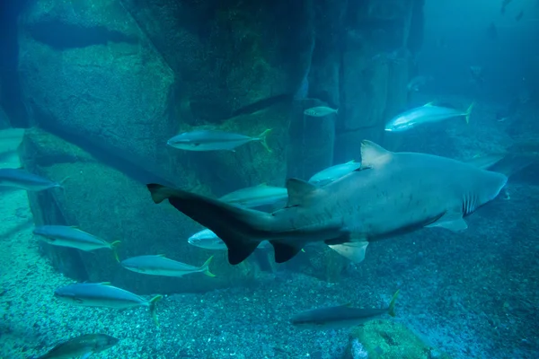 Fish swimming in tank — Stock Photo, Image