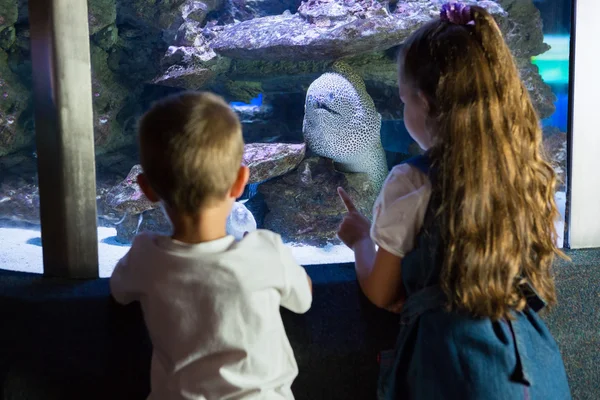 Kleine broers en zussen kijken naar vissentank — Stockfoto