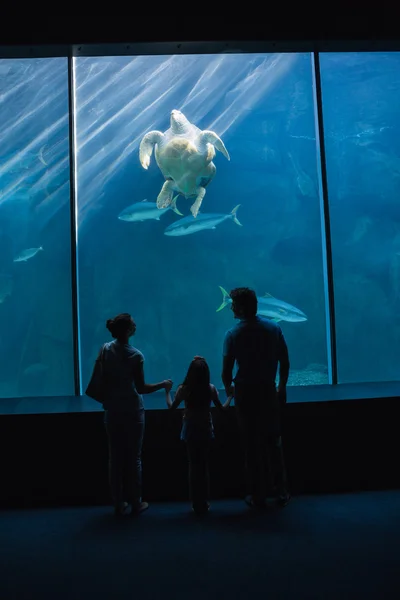 Famiglia felice guardando serbatoio di pesce — Foto Stock