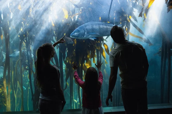 Famille heureuse regardant aquarium — Photo