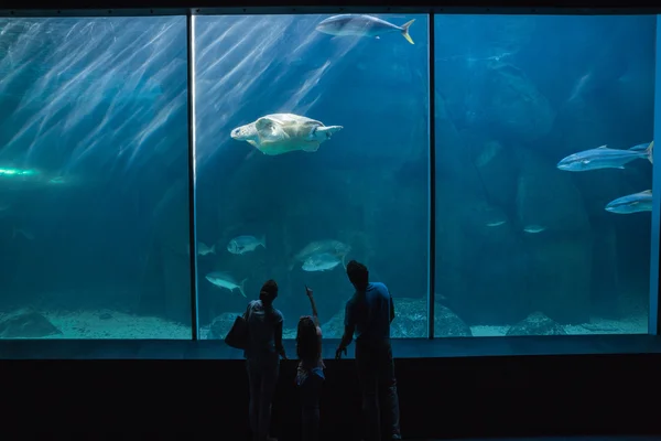 Happy family looking at fish tank — Stock Photo, Image