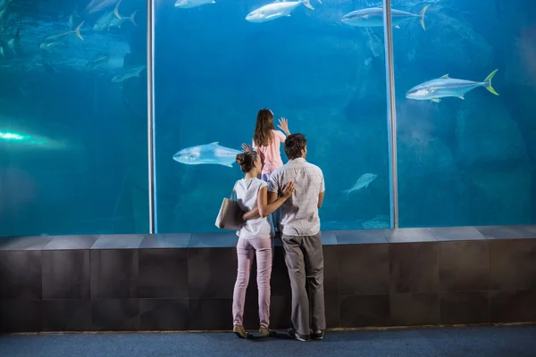 Família feliz olhando para tanque de peixe — Fotografia de Stock