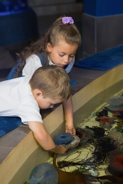 Lilla syskon tittar på fisk tank — Stockfoto