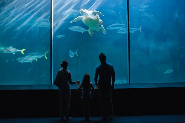 Glückliche Familie schaut auf Fischbecken — Stockfoto