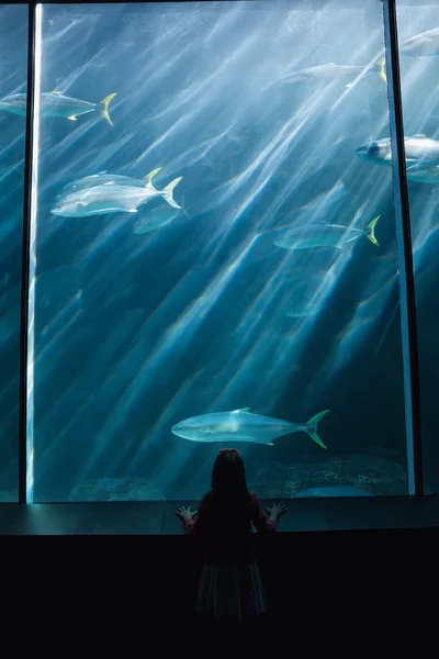 Niña mirando a los peces en el tanque — Foto de Stock