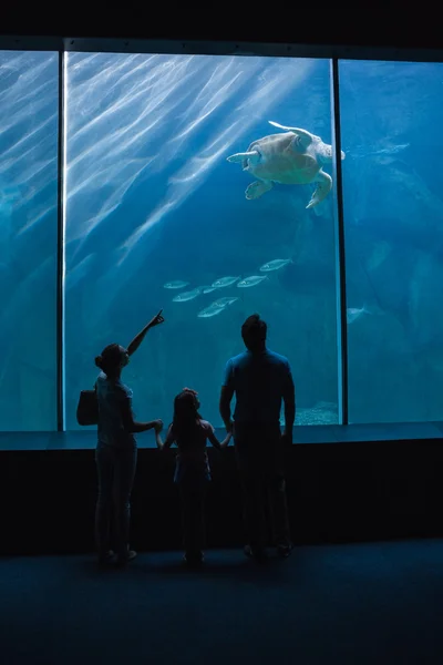 Счастливая семья смотрит на аквариум — стоковое фото