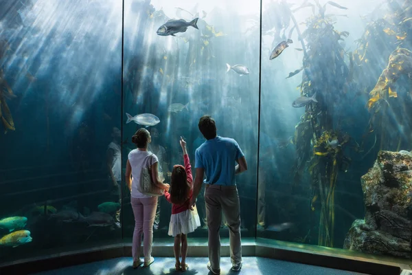 Famille regardant aquarium — Photo