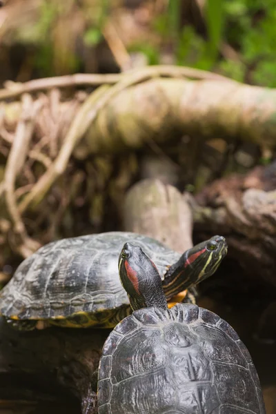 Две черепахи-черепахи — стоковое фото