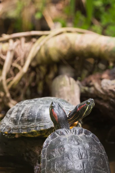 To skilpadder av terrapin – stockfoto