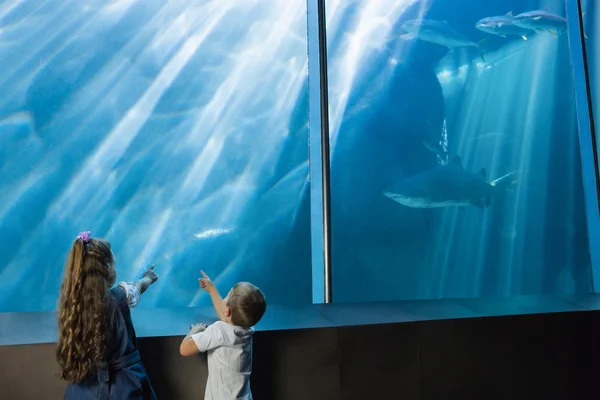 Little siblings looking at fish tank — Stock Photo, Image