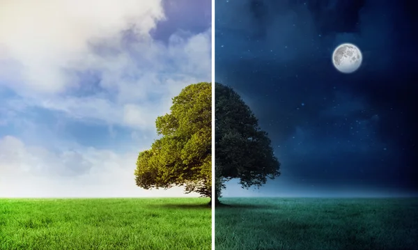 Ağaç ile gece ve gündüz sahne — Stok fotoğraf