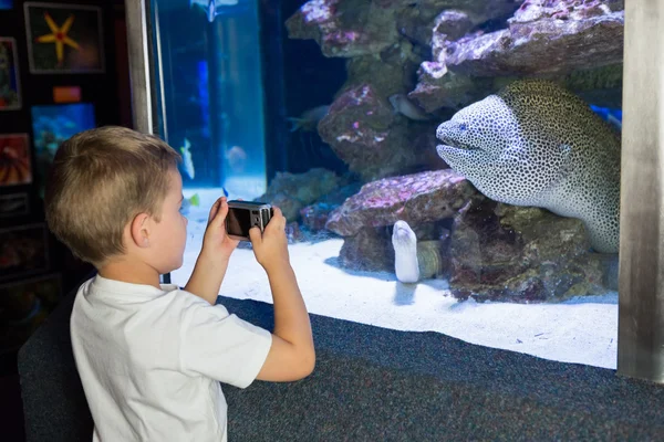 Kleine jongen vissentank kijken — Stockfoto