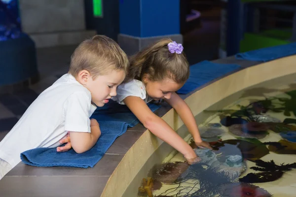 Rodzeństwa niewiele patrząc na akwarium — Zdjęcie stockowe