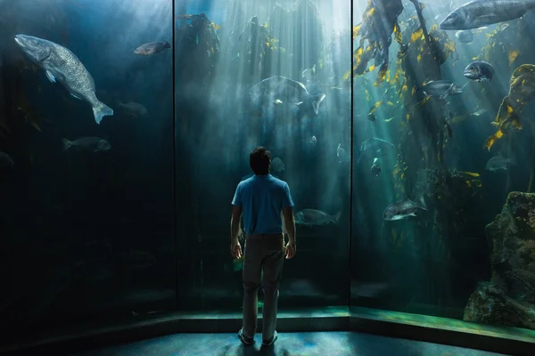Człowiek szuka w akwarium — Zdjęcie stockowe