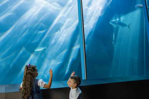 Little siblings looking at fish tank — Stock Photo, Image