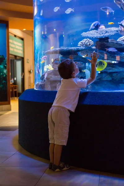 Little boy looking at fish tank — Stock Photo, Image