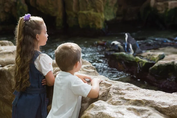 Маленькие братья и сёстры смотрят на пингвинов — стоковое фото